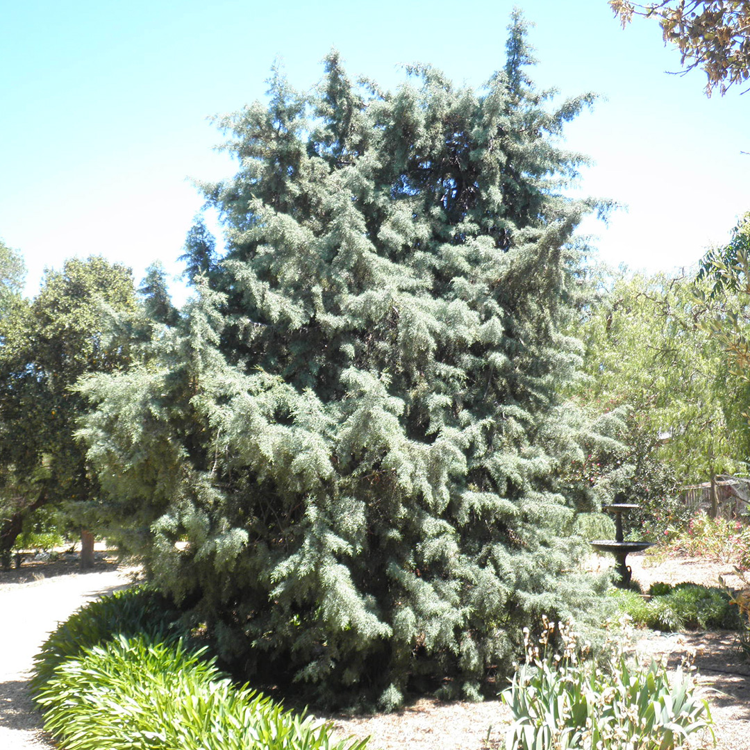 Anlaby_SignificantTrees_Hesperocyparis-arizonica-var.-arizonica_Rough-barked-Arizona-Cyrpess
