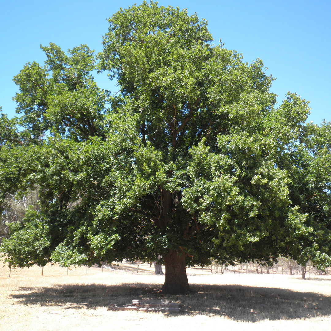 Anlaby_SignificantTrees_Quercus-canariensis_AlgerianOak