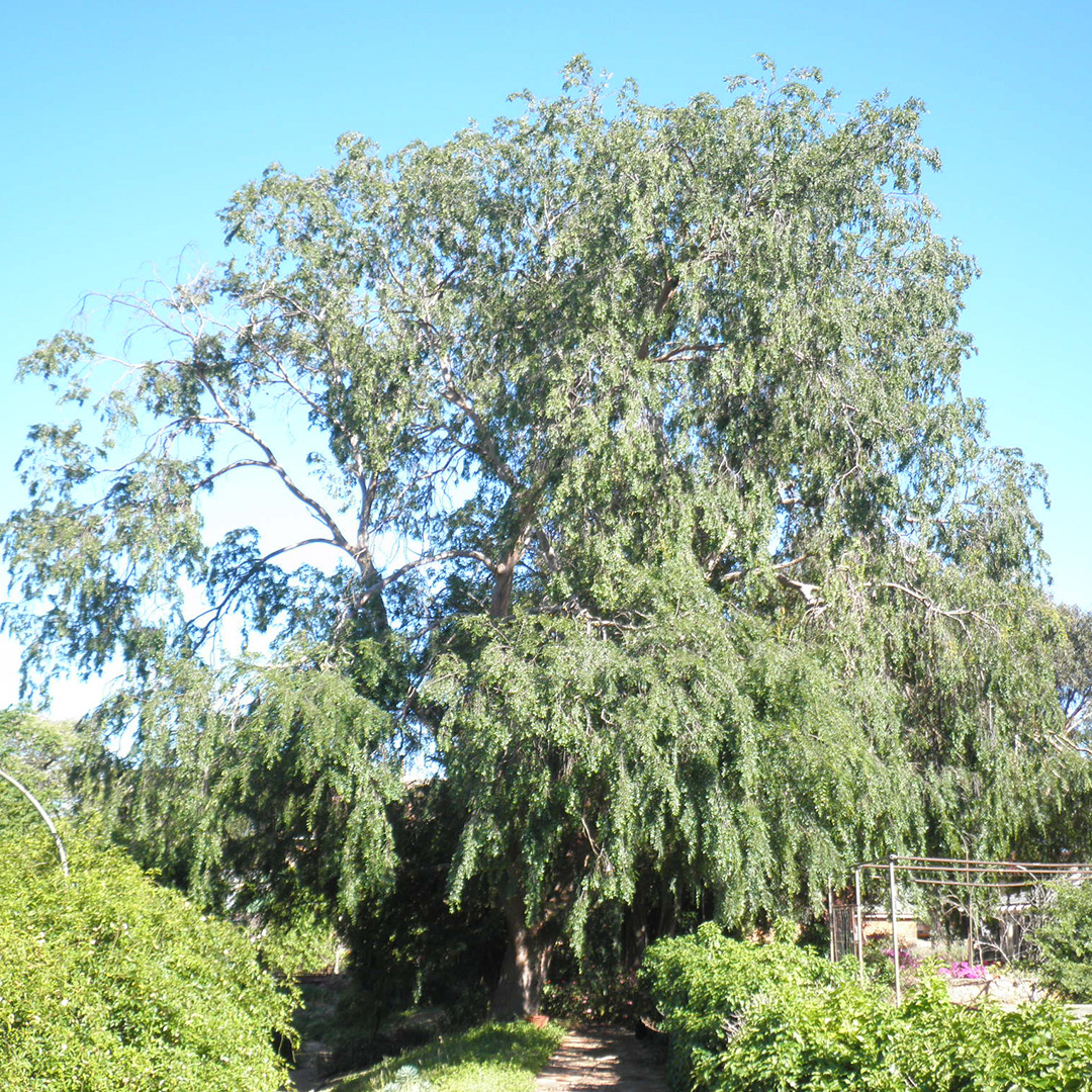 Anlaby_SignificantTrees_Ulmus-parvifolia_Chinese-Elm