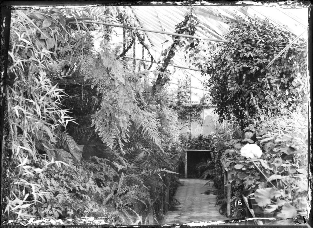Figure 7: The first approach to the conservatory. Henry Dutton is visible sitting on the ground on the right. Source: SLSA PRG 396/233/210. With permission from the Dutton family.