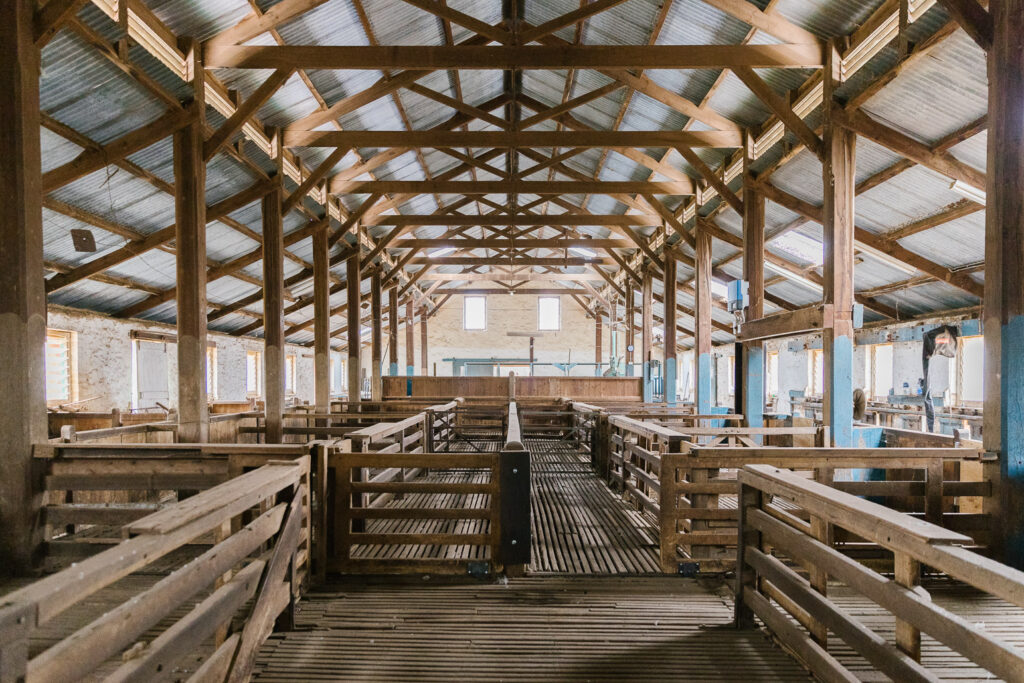 Figure 10: The cathedral-like interior of the Anlaby Woolshed in 2021. Source: Anlaby.