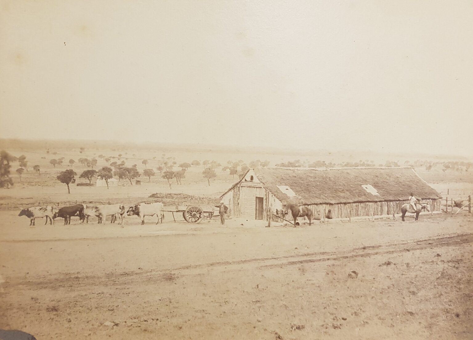 Figure 2: Dated to the 1850s, this image captures what is believed to be the original woolshed at Anlaby. Source: SLSA PRG 396/233/18. With permission from the Dutton family.