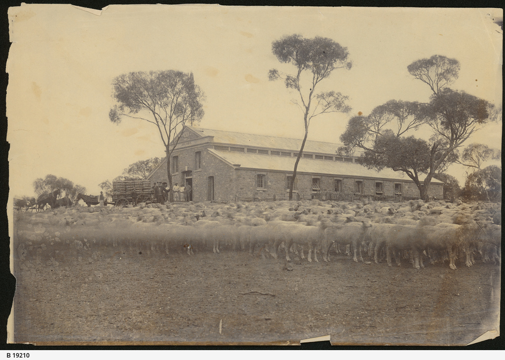 Figure 5: The new woolshed, as it appeared in 1871. Source: SLSA B 19210.