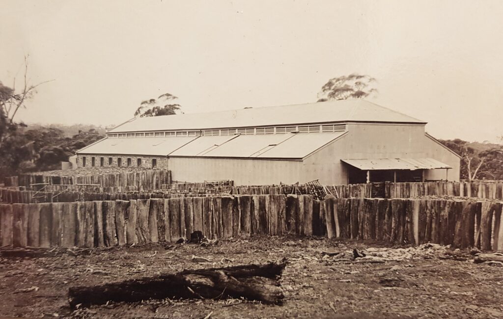 Figure 8: The woolshed following the 1904 galvanised-iron extension. Note the yards made of split posts. SLSA PRG 396/233/22. With permission from the Dutton family.