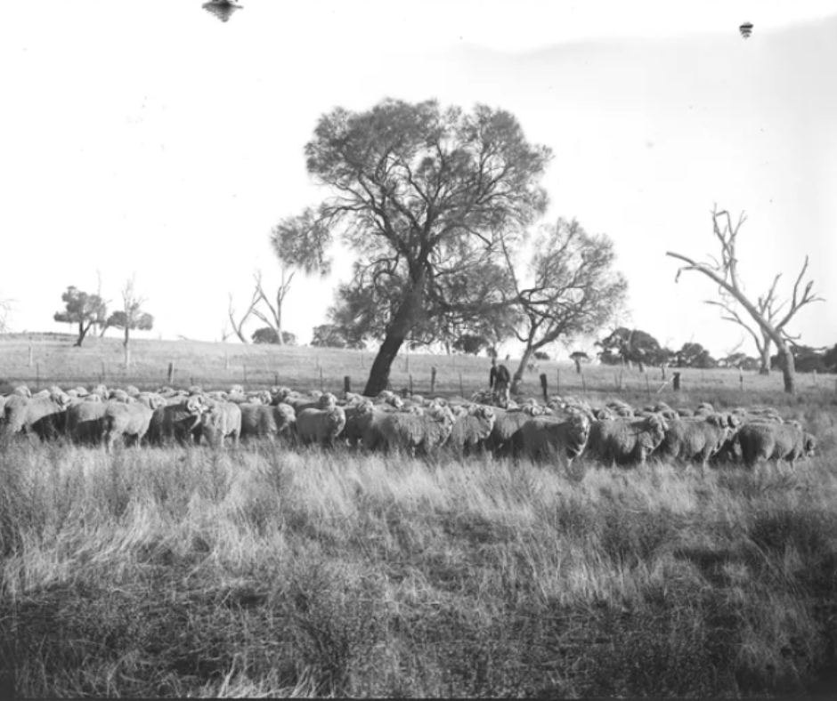 Figure 5: Sheep walking across an open area. Source: AGSA 20041RJN4894.